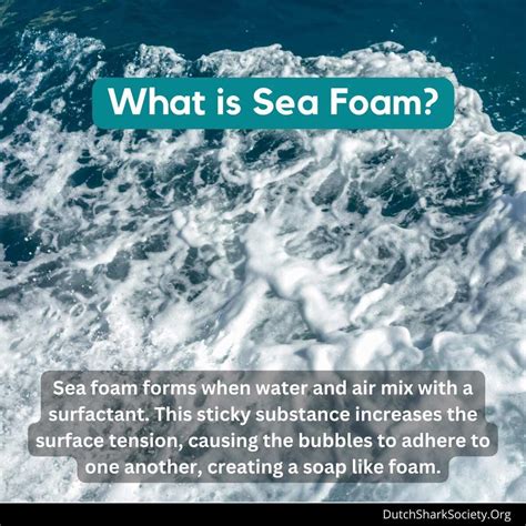 What Is The White Foam In The Ocean? - Dutch Shark Society