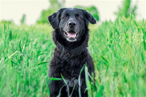 Golden Retriever Negro | ¿Existen?, Características, Cuidados y Precio!