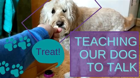 🐕Can you teach your DOG to TALK with buttons like Bunny or Stella the talking dogs? We did it! 🐕 ...