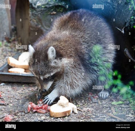 Raccoon eating meat Stock Photo - Alamy