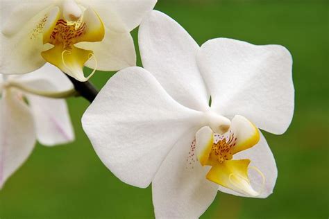 National Flower of Indonesia – Moon Orchid | Flowers, Orchids, Flower ...