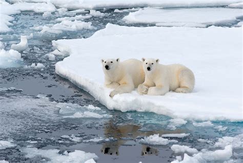 polar bear life cycle adaptations - Morton Pruett