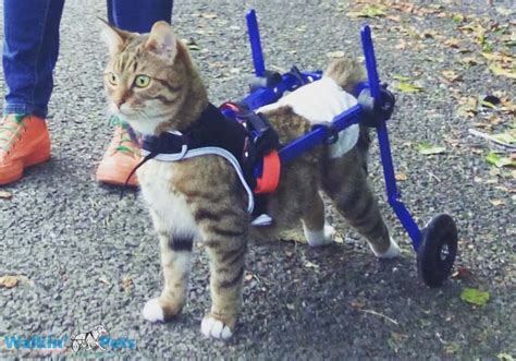 Cat Wheelchair | Walkin' Wheels Wheelchair for Cats | Handicapped Pets