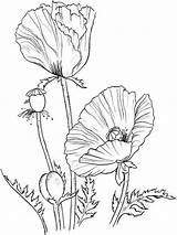 Poppy Flower coloring Pages Download And Print sketch template