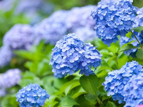 Endless Summer Hydrangea Pruning Guide For Gardeners