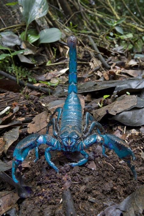 Blue Emperor Scorpion : pics