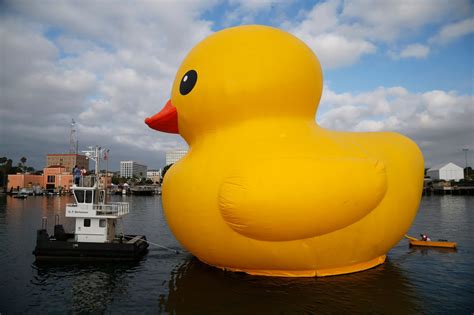 Giant inflatable rubber duck installation by Dutch artist Florentijn Hofman floats through the ...