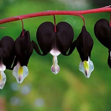 100 Black Bleeding Heart Seeds Flowers Perennial Flower Seed - Etsy