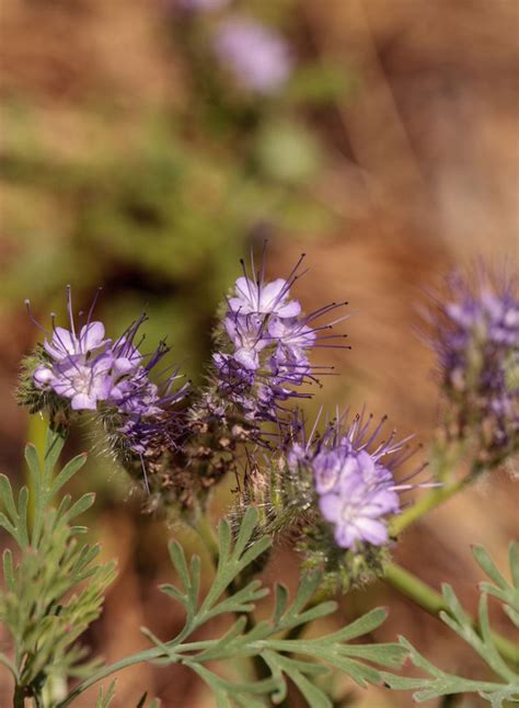 Purple Sage Plant Facts - Tips On The Care Of Purple Sage In Landscapes