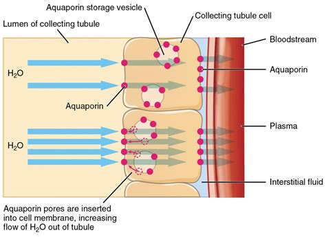 Water Balance | Anatomy and Physiology II