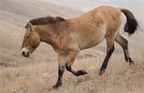 Today I wanted to introduce you to the Przewalski Horse in Mongolia Barrel Racing Saddles ...