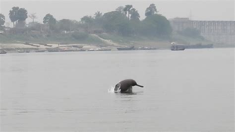 Underwater Disturbance: The Gangetic Dolphin Struggles to Communicate ...