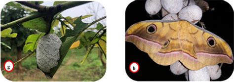 Life cycle of Tasar silkworm, Antheraea mylitta. a: mating, b:... | Download Scientific Diagram