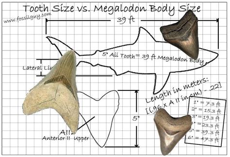 Fossilguy.com: The Size of the Megalodon Shark - Megalodon Tooth Size vs Body Length Comparison