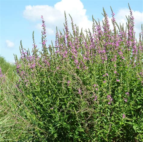 Biological control of purple loosestrife - Rainy Lake Gazette