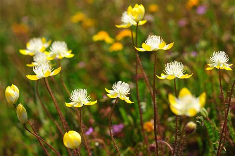 Wildflowers | Carrizo Plain - T2 | Nelson Lee | Flickr