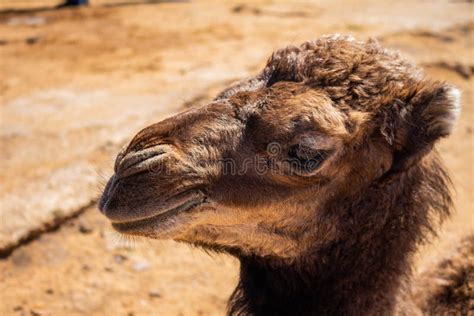 Baby dromedary camel stock photo. Image of stood, animal - 14368930