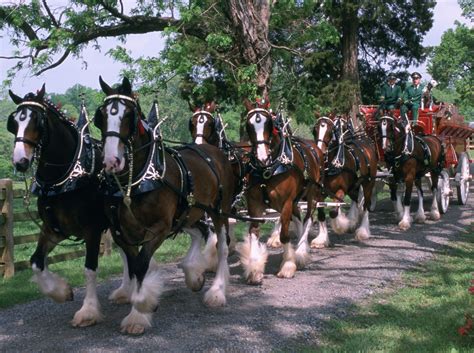 Budweiser Clydesdale Farm to Open for 2013 Season