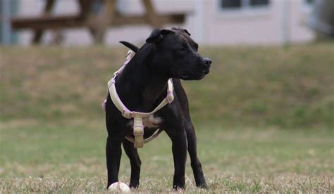 American Staffordshire Terrier Colors [All 18 Amstaff Colors]