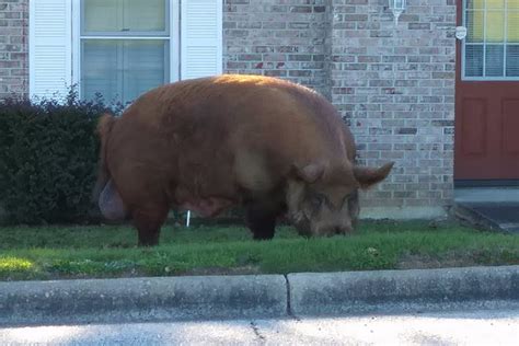 There's a very large animal loose in Alabama, and it's going hog wild | Mashable