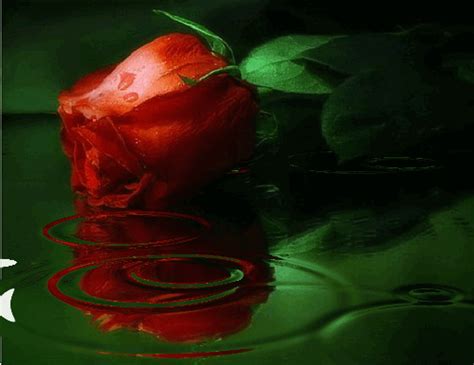 Rosas bonitas animadas con movimiento - IMÁGENES BONITAS de Amor, Amistad, Graciosas, 【actuales】