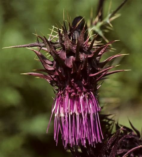 21 Top Most Endangered Plants Around the World