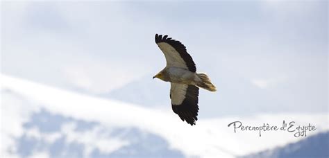 Wildlife in the Ariège Pyrenees