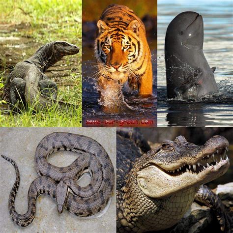 animals of Sundarbans National Park | Mangrove forest, Different types of animals, Animals of ...