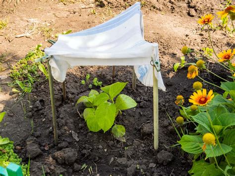 8 Ways to Create Shade for Plants (and Why) - Garden