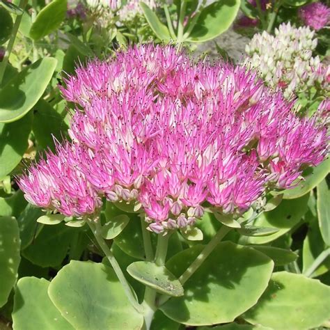 Sedum spectabile 'Brilliant' | Yellow House Heritage Perennials