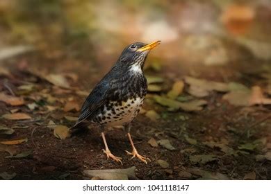 Rare Migratory Bird Thrush Standing On Stock Photo 1041118147 ...