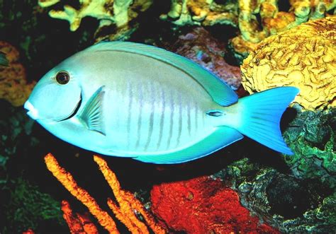 Doctorfish Tang - Jamaican Doctor Fish