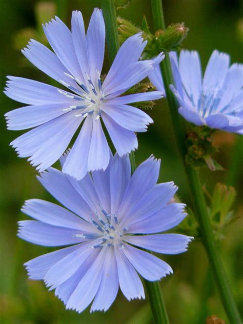 Cichorium intybus (Common Chicory) | Flower seeds, Planting flowers, Pretty flowers