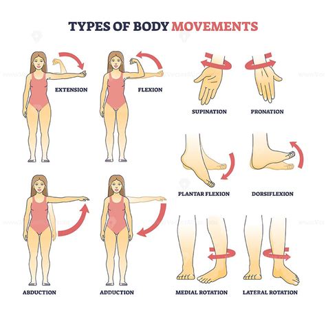 Types of body movements with muscular motion pose examples outline ...