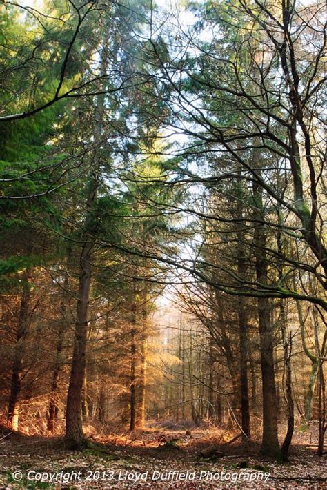 Wyre Forest, Shropshire | Places to visit, Walking in nature, Places to see