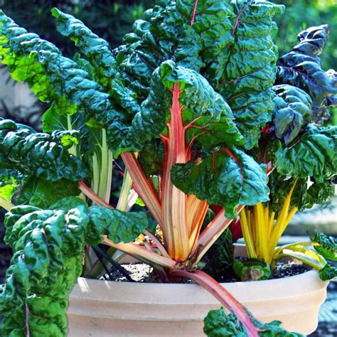 5 Best Container Vegetables for Beginning Gardeners - Brown Thumb Mama®