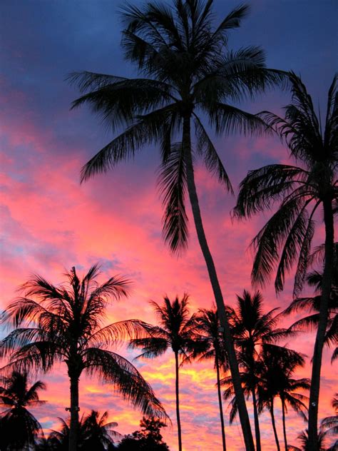 acracies | Palm tree sunset, Sunset wallpaper, Sky aesthetic