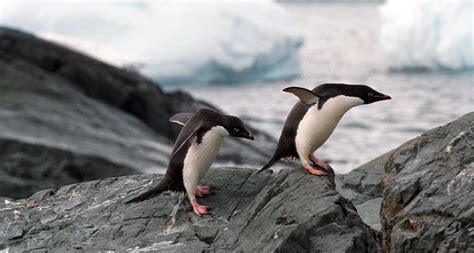 New bird flu found in Antarctic penguins | Science News