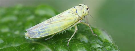 What Are Leafhoppers And How Do I Get Rid Of Them? The, 41% OFF