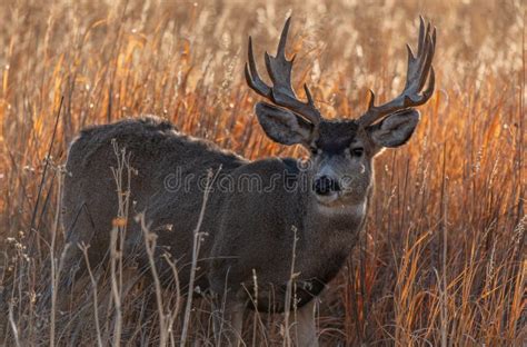 A Mule Deer Buck with Palmated Antlers Stock Photo - Image of fall, food: 166258428