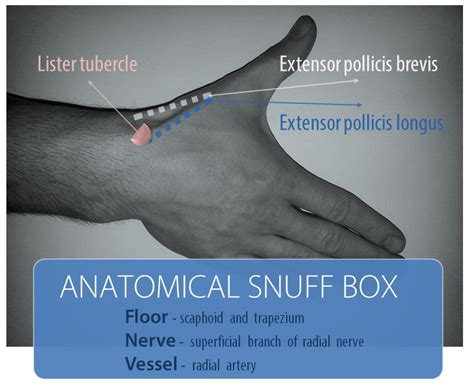 Anatomical Snuff Box Nerve Supply : The anatomic snuff box is just distal to the radial styloid ...