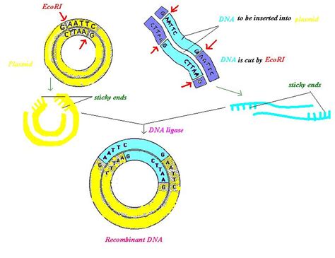 Recombinant DNA Technology - Genetics Generation