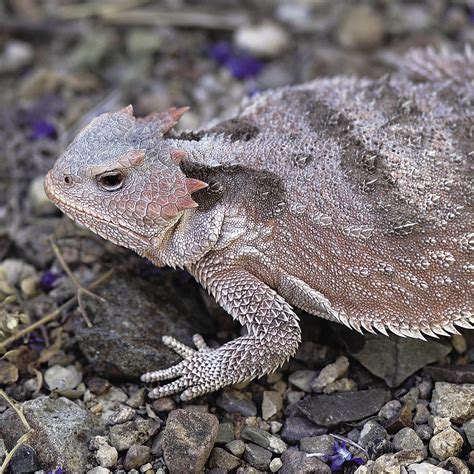 Short-Horned Lizard | National Geographic