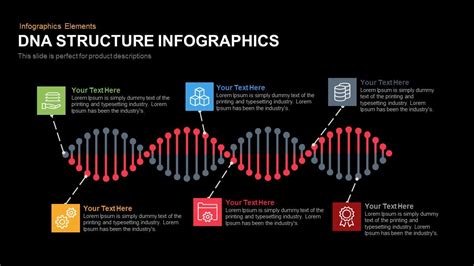 DNA structure powerpoint template and Keynote Slide - Slidebazaar