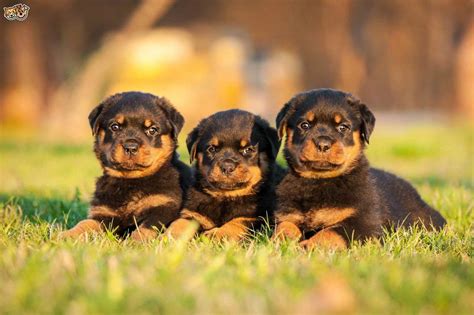 Average Price Of Rottweiler Puppies | PETSIDI