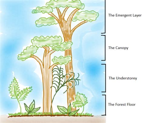 Which of the forest layer shown in the diagram receives the maximum sunlight?\n \n \n \n \n A ...