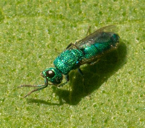 bright metallic green/blue fly - BugGuide.Net