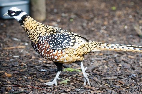 Pheasant (Reeve's) - Dudley Zoo and Castle