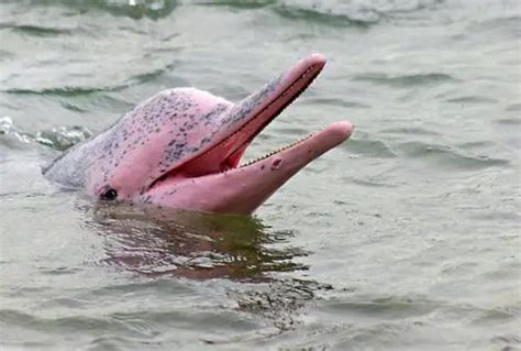 10 Interesting the Pink River Dolphin Facts | My Interesting Facts