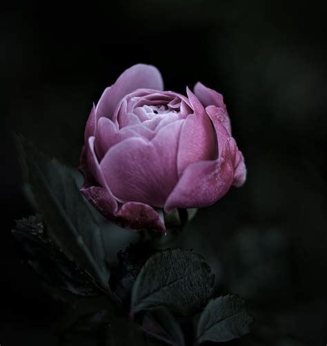 Close Up Shot of a Pink Rose · Free Stock Photo